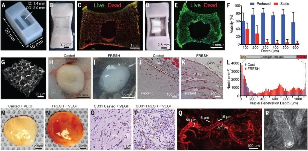 《Science》：生物3D打印技术构建功能化心脏组织构件