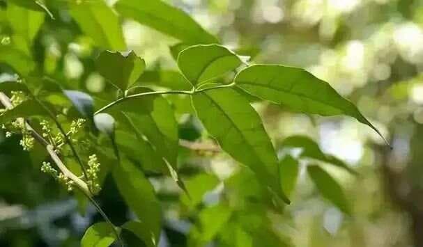 钩藤：天然降压药，中药界的“安神剂”