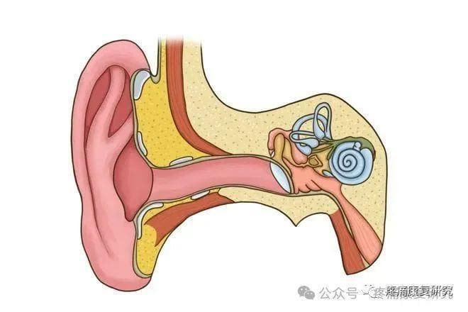 “耳石症” VS “颈性眩晕”