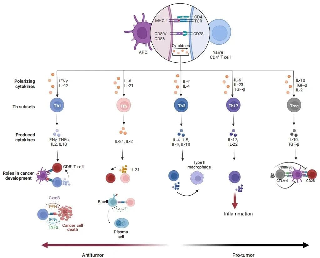 CD4分子在免疫系统中的作用及其在癌症治疗中的应用