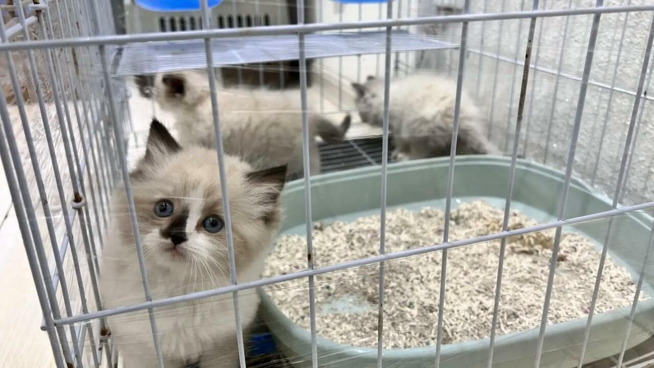 领养猫咪的标准是什么？必读领养人条件和注意事项