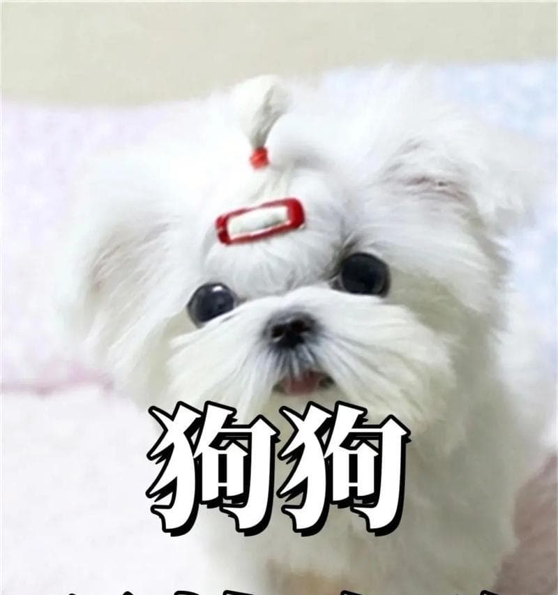 科学喂养，让爱犬健康成长（狗狗每天应该喂多少？一天应该喂几顿？）