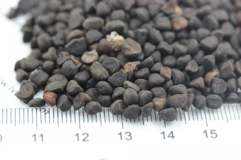 喇叭花种子牵牛花