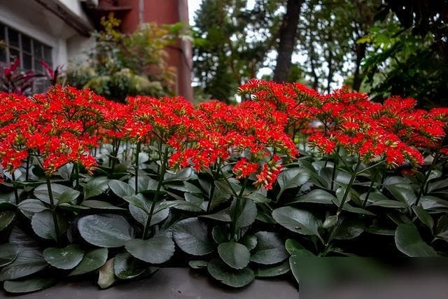 爱种花就养这“15种”，花期长，花朵美，全年都能赏
