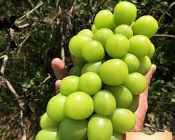 青提葡萄成熟时间剖析：从生长周期到最佳采摘时机