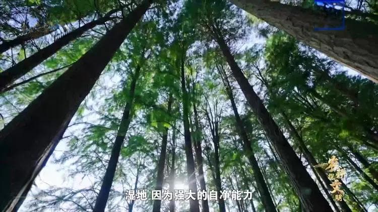 跟着稻鸭鱼蟹 解锁高邮湖里的生态“密码”