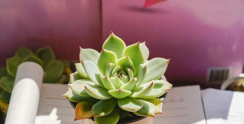 多肉生长环境条件及特点（打造适宜的多肉生长环境，让你的多肉成为最美的风景线）