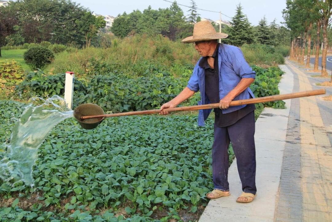农村人粪尿做有机肥，沤肥掌握这几点，制肥周期短肥效高
