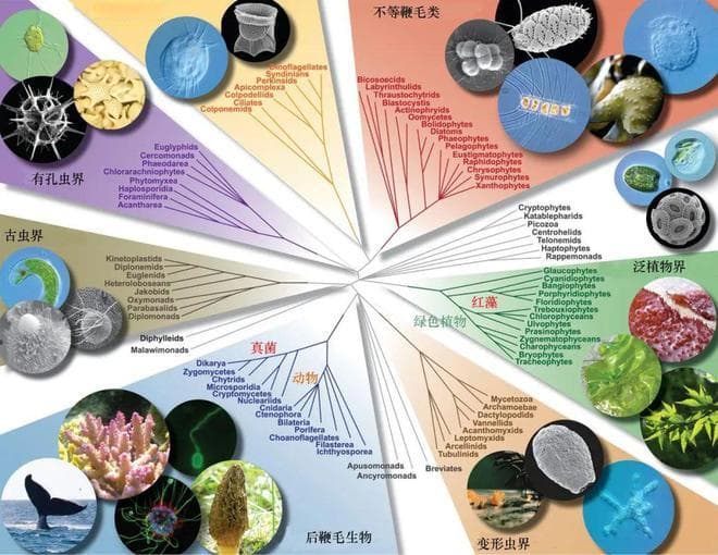 海洋中的微生物