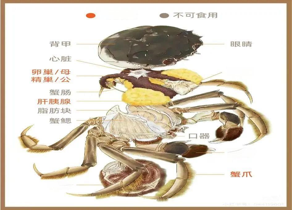 秋季食蟹有讲究：从禁忌人群到中毒急救全解析