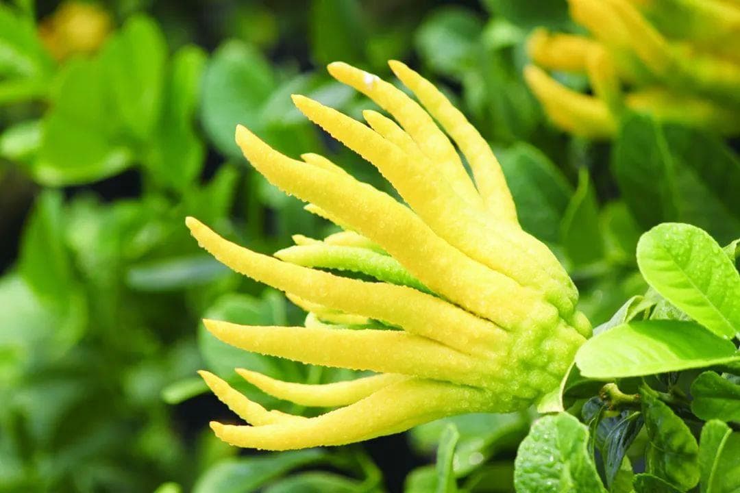 佛手：闻香识本草