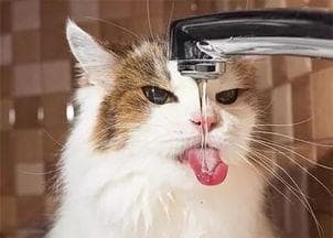 “猫咪每日需水量，多少毫升最适宜？”