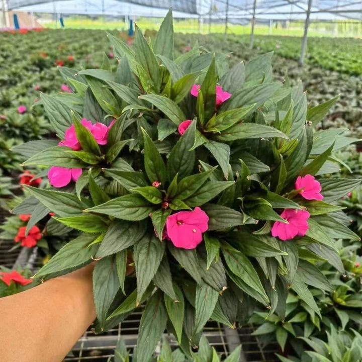 长春花通常在什么季节播种较好