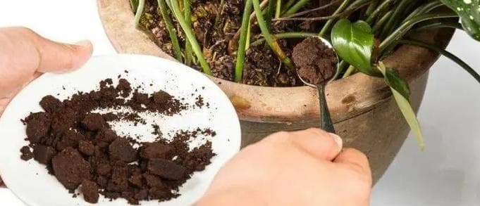 咖啡粉可以当肥料种花吗？有什么注意事项？