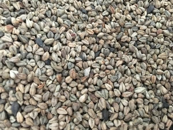荞麦最佳种植条件全解析：从温度到土壤，这些因素决定荞麦产量和品质