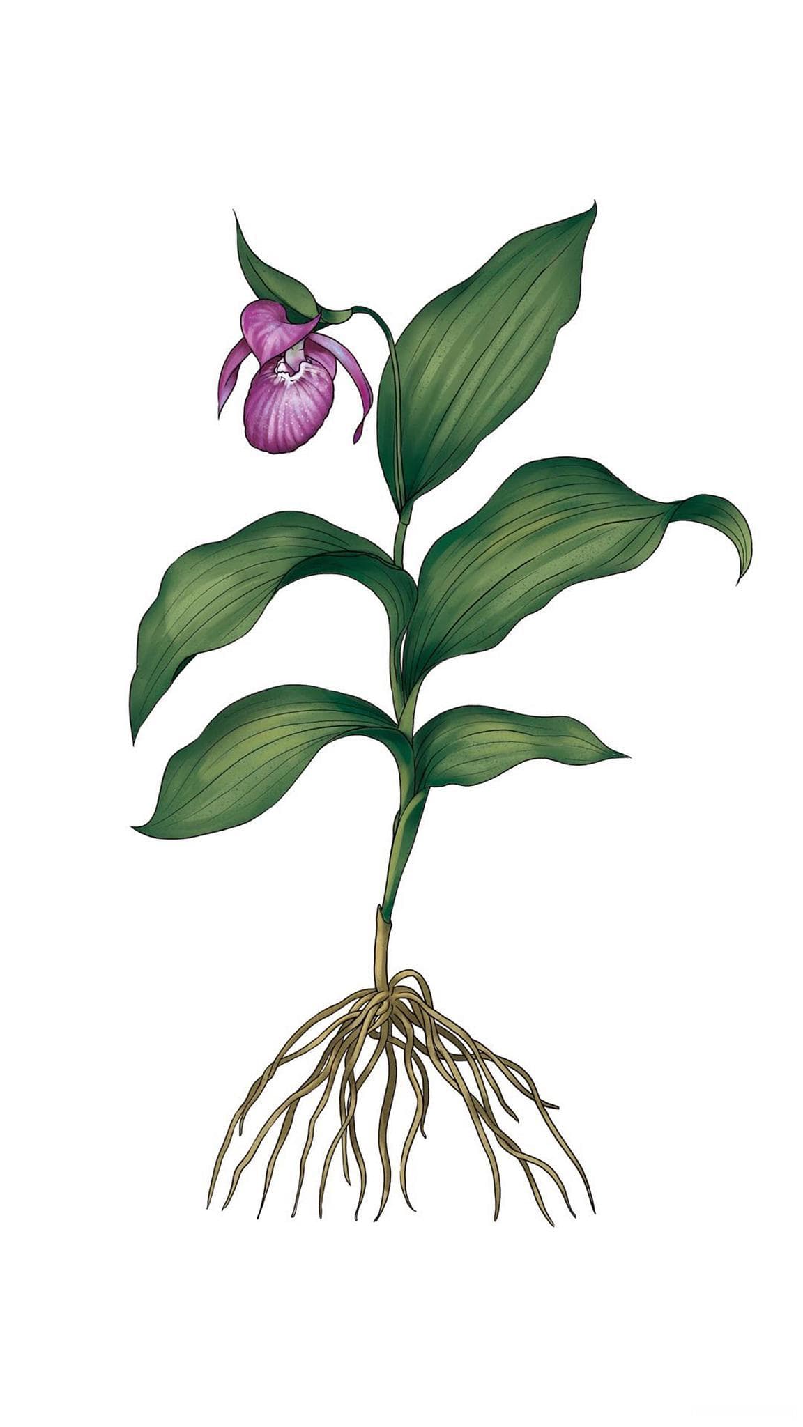 从根系到叶片：植物的结构与功能