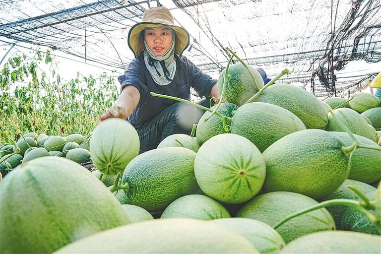乐东蜜瓜如何从瓜田甜到心田？
