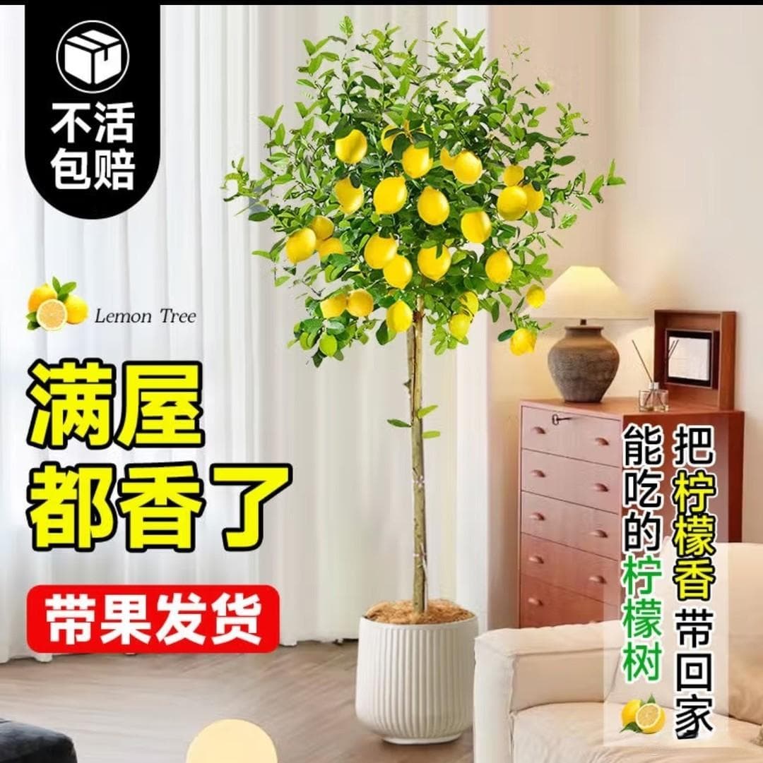 两款适合室内养殖的植物：香水柠檬树和龙鳞水培春羽绿植
