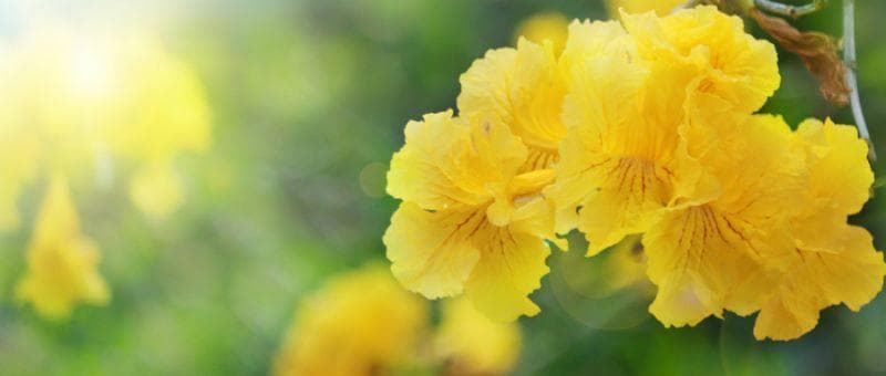 中山赏花攻略：2025年中山市内赏花地点全攻略