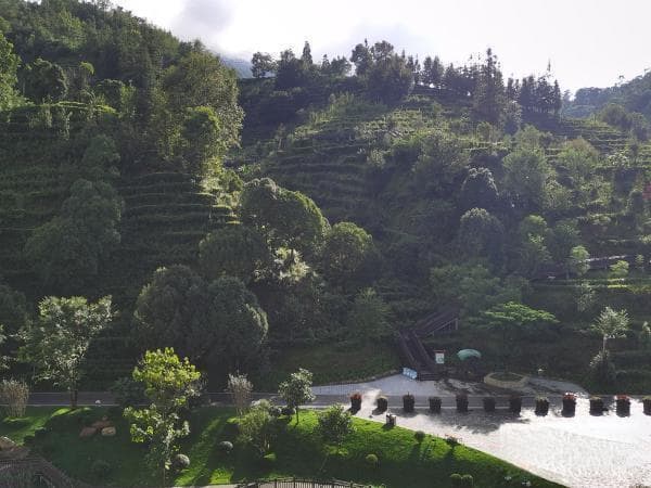 云南省普洱茶协会：普洱茶产业实现高质量发展还需继续发力