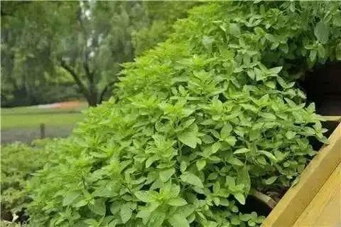 夏日来临快养一盆薄荷，这三种吃法清凉又解暑！