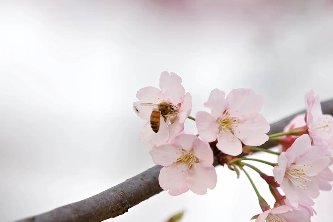 春天里的“养生花”：这些花不仅好看，还能入药，错过又要等一年～