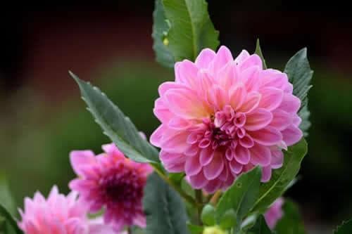 盆栽无花果树种植方法有哪些？需要注意些什么？