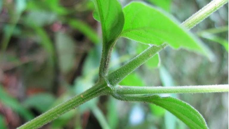 怀牛膝的功效与作用、禁忌和食用方法