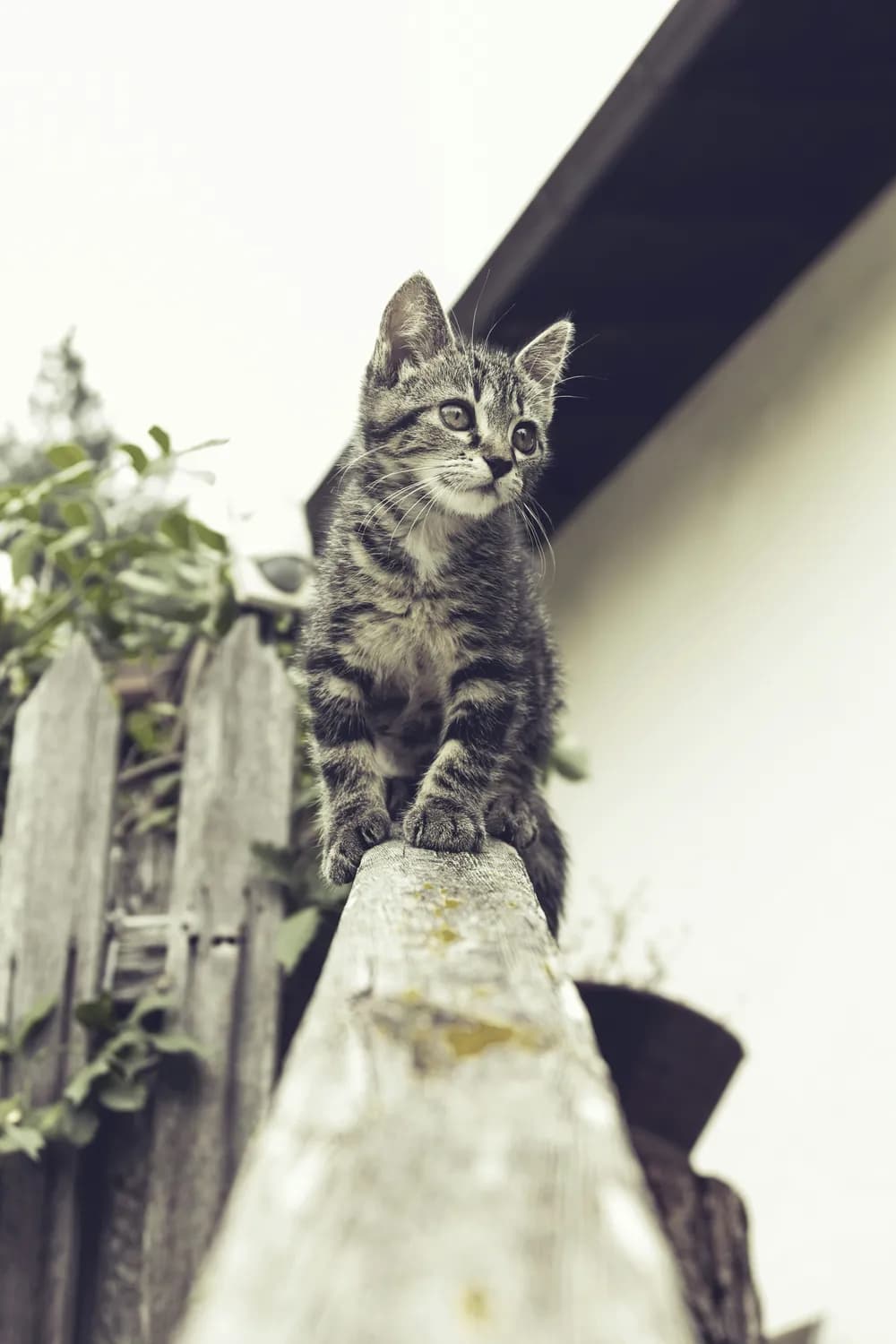 让猫咪从"社恐"变"社牛"，这些社会化训练方法请收好！