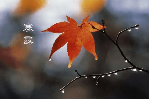 寒露节气是几月几日 寒露节气花信