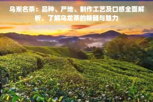 乌岽名茶：品种、产地、制作工艺及口感全面解析，了解乌龙茶的精髓与魅力