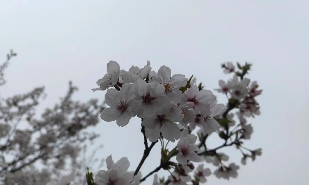 家里种樱花树，风水大吉（樱花树的风水意义与养护方法）