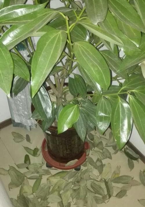 平安树老掉叶子该如何应对？（教你八招让平安树再次焕发生机）