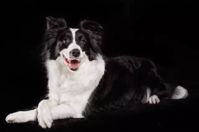 这些因素会影响边境牧羊犬的性格