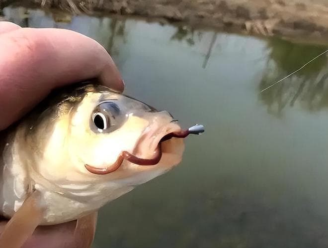 蚯蚓是万能鱼饵？专家：鱼其实不喜欢吃蚯蚓，会上钩是因为这个！