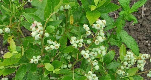 蓝莓的生长周期及开花结果（了解蓝莓的生长规律和产量优化）