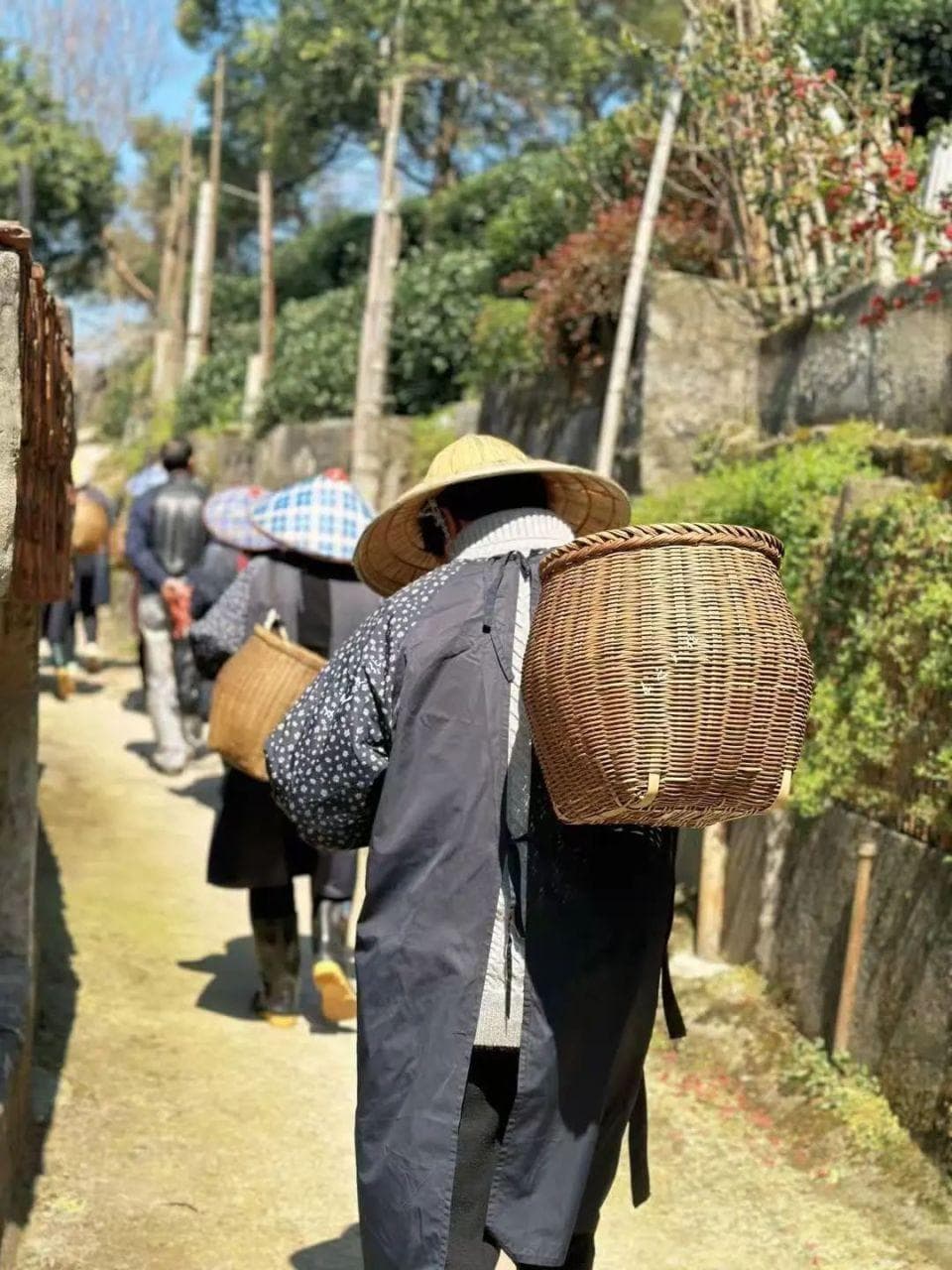 西湖龙井43号，官宣开采！价格有消息了