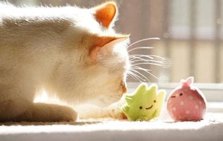 母猫怀孕10天最明显的征兆是什么？