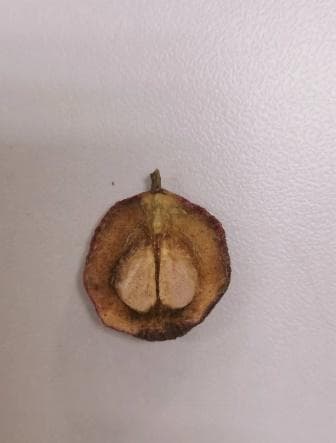 科普｜山楂：降脂消食的良药
