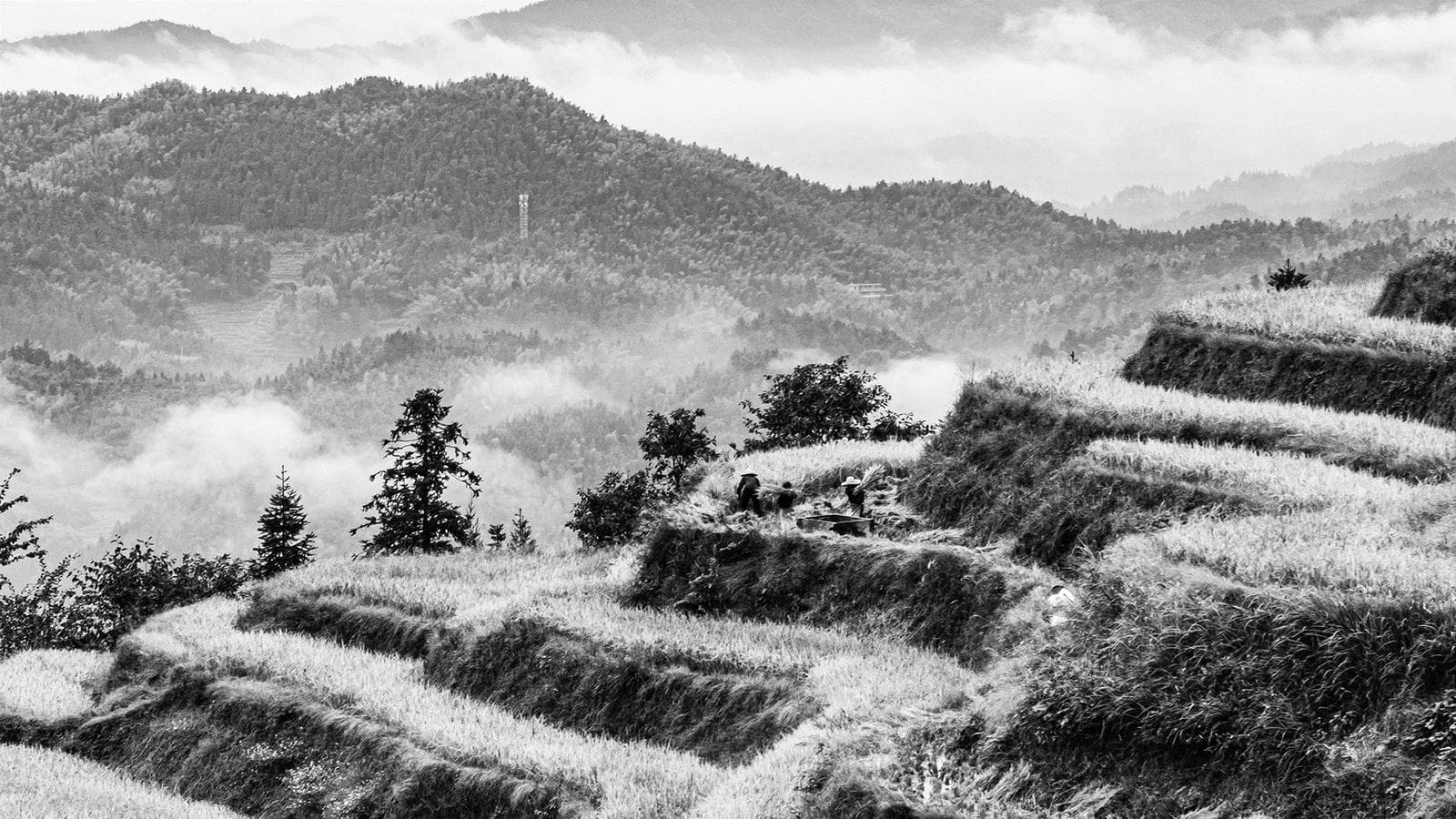 湖南紫鹊界：农文旅融合下的田园牧歌