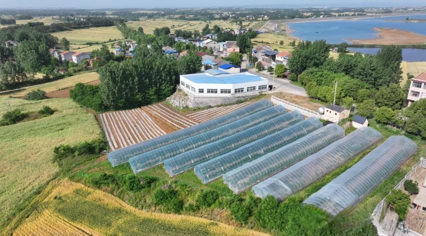 老河口市袁冲乡：地理标志“金钥匙” 开启香瓜种植“幸福门”