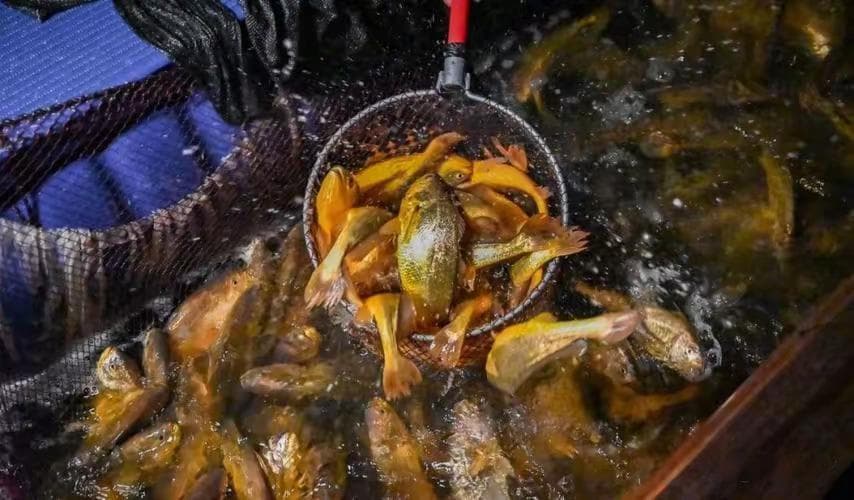全国哪里的大黄鱼最出名？中国10个优质大黄鱼产地，哪的最好吃？