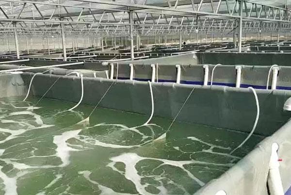 提升水体溶氧新选择：纯氧溶氧器，助力高密度水产养殖