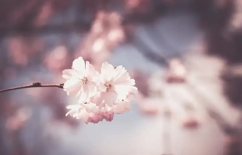 园艺馆馆长：植物园里的专业守护者