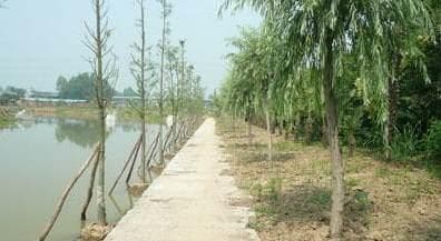 花草白霉菌怎么治疗方法 花发霉是什么引起的