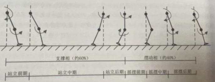 人体行走步态周期的相位划分与描述