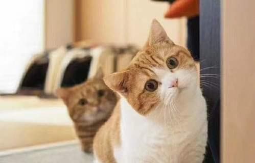 家养橘猫寿命究竟有多长？（揭秘家养橘猫寿命的关键因素，为您提供科学喂养建议）