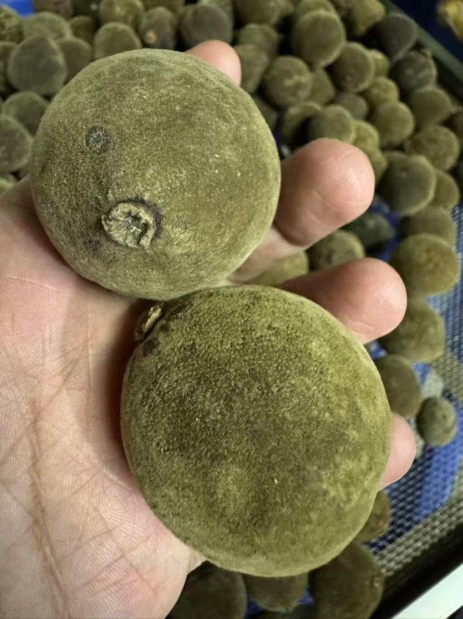 化橘红产地为什么最好是化州？