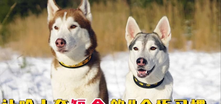 如何纠正狗狗懒惰行为：让爱犬爱上运动的实用指南