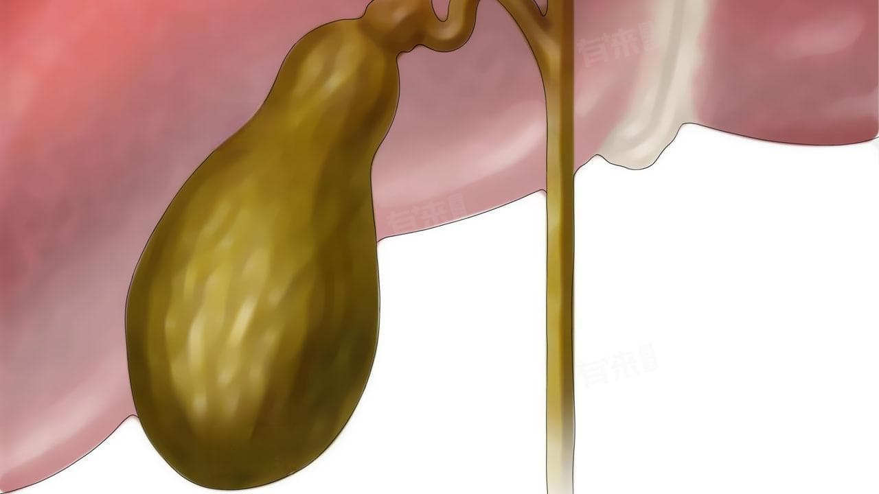 胆汁是酸性还是碱性